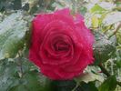 Maria Callas, Cl. rose photo