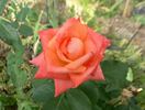 Annabelle rose photo