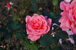 Piroschka ® rose photo
