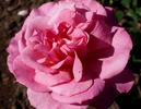 Tutu Mauve rose photo