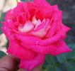 Alma-atinskaja Aromatnaja rose photo