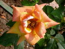 Velizy ® rose photo