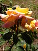 Velizy ® rose photo