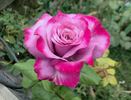 Spellcaster rose photo