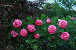 Charlemagne rose photo