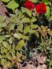Duftparadies rose photo