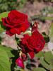 Duftparadies rose photo