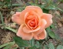Sunset Boulevard rose photo