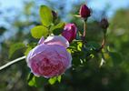 Bibi Maizoon ® rose photo