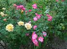 Fair Play ® rose photo