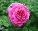 Cardiff Castle rose photo