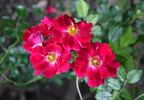 Crimson Showers rose photo