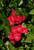 Angel Falls rose photo