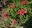 Angel Falls rose photo