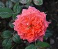 Allegro Symphonie ® rose photo