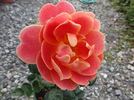 Gloria B. rose photo