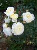 Mariella rose photo