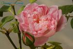 Country Living rose photo