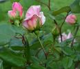 John C.M. Mensing rose photo