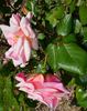 John C.M. Mensing rose photo