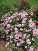 Pax Apollo rose photo