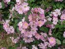 Pax Apollo rose photo
