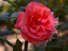Rosenresli ® rose photo