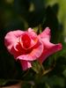 Rosenresli ® rose photo