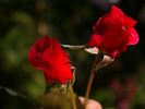 Rosenresli ® rose photo