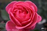 Génération jardin rose photo