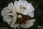 Schneezwerg rose photo