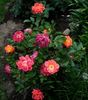 Chocolate Ruffles rose photo