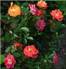 Chocolate Ruffles rose photo