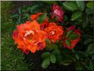 Chocolate Ruffles rose photo