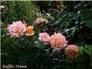 Ruffles Dream rose photo