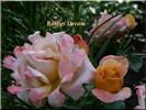 Ruffles Dream rose photo