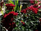 Red Fairy rose photo