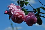 Bibi Maizoon ® rose photo