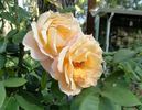 Country Lady rose photo