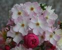 Little Butterfly rose photo