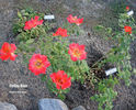 Celine Dion ™ rose photo
