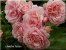 Aladdin Palace rose photo
