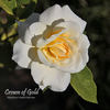 Crown of Gold rose photo