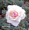 Magnificent Perfume rose photo