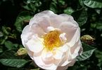 Silken Touch rose photo