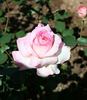 11 20i 18j rose photo