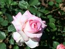 11 20i 18j rose photo