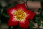 Peggy T ™ rose photo