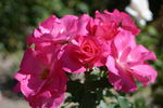 Dancing Pink rose photo