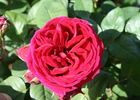 Captain Terrific rose photo